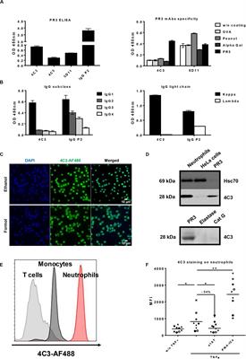 4C3 Human Monoclonal Antibody: A Proof of Concept for Non-pathogenic Proteinase 3 Anti-neutrophil Cytoplasmic Antibodies in Granulomatosis With Polyangiitis